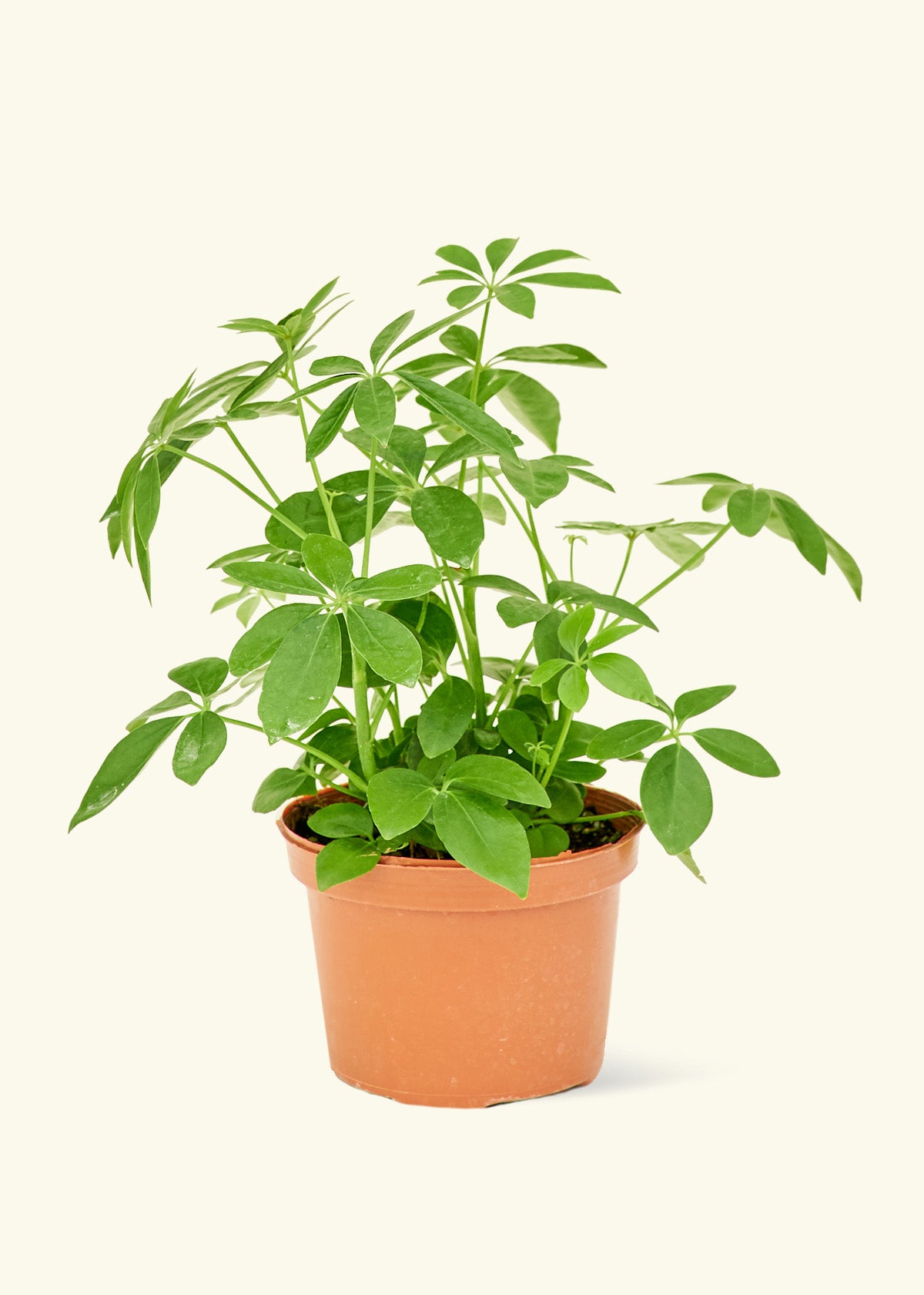 schefflera arboricola growth Dwarf Umbrella Tree