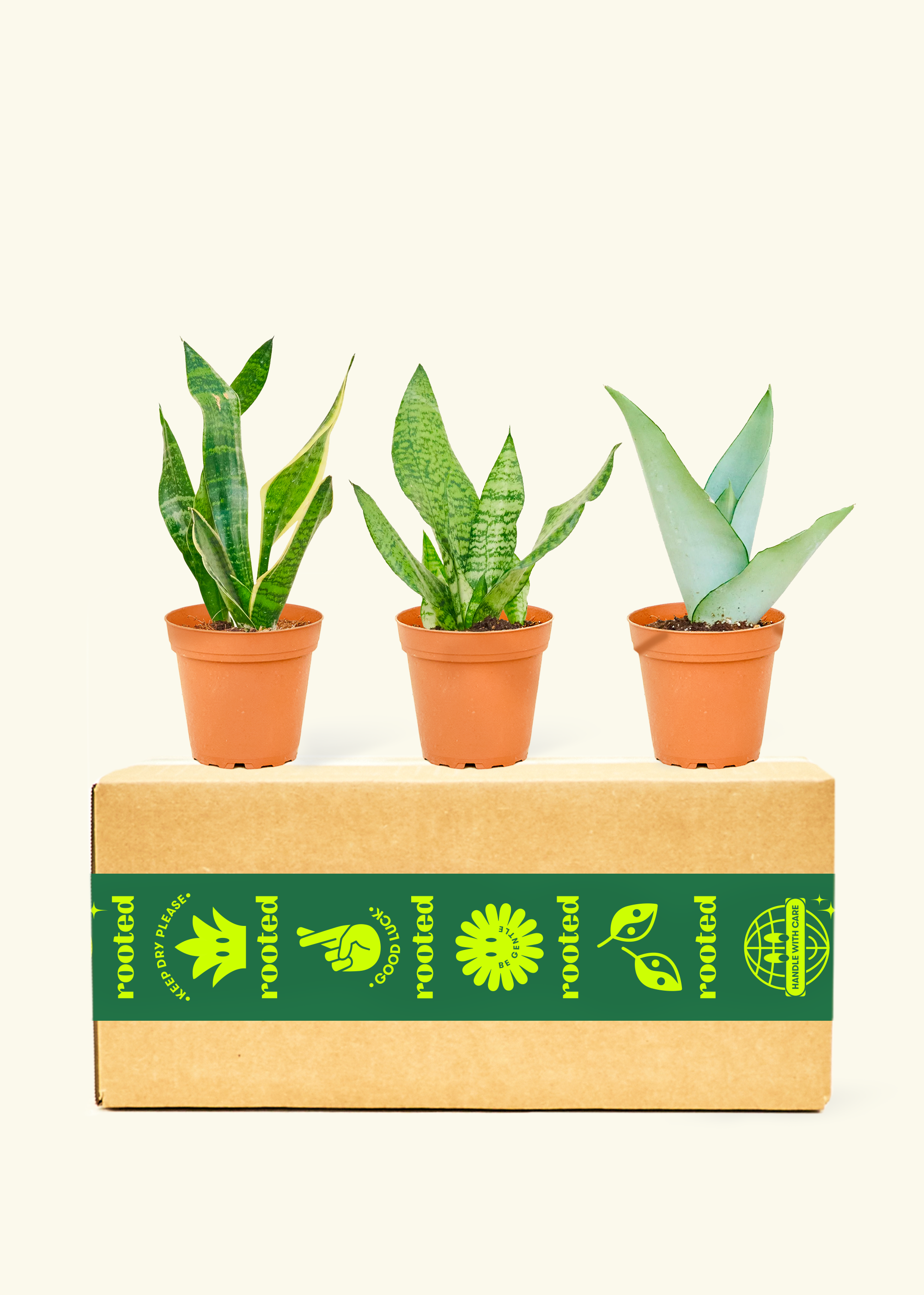 Assorted Snake Plant Box – Hey Rooted