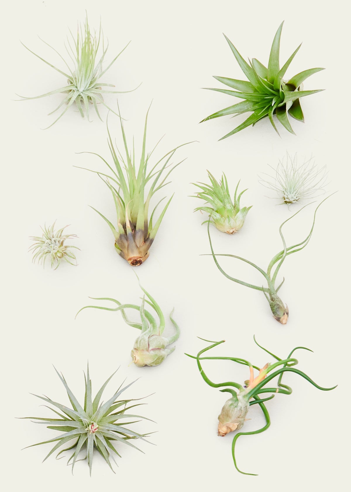 where can i buy an air plant near me Mystery Air Plants, 10-Pack – Hey Rooted