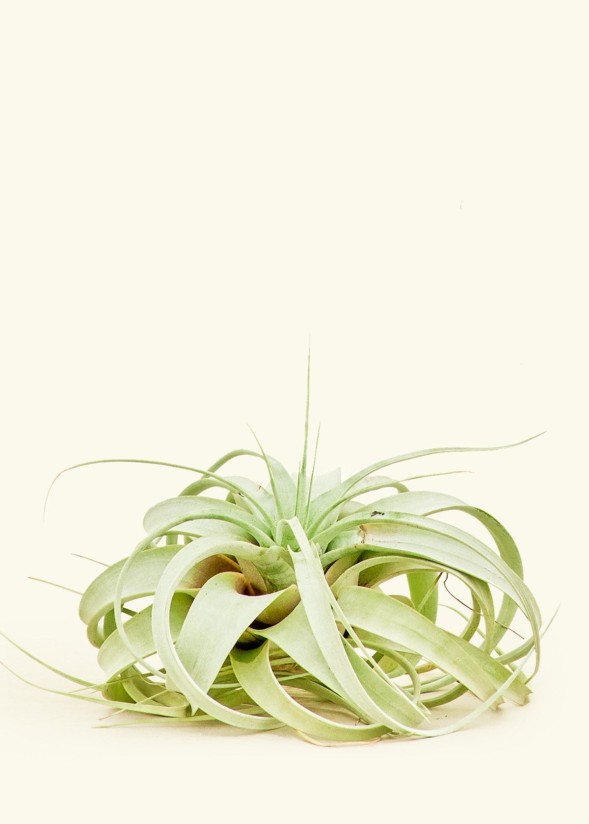 King of Air Plants, Notorious Large