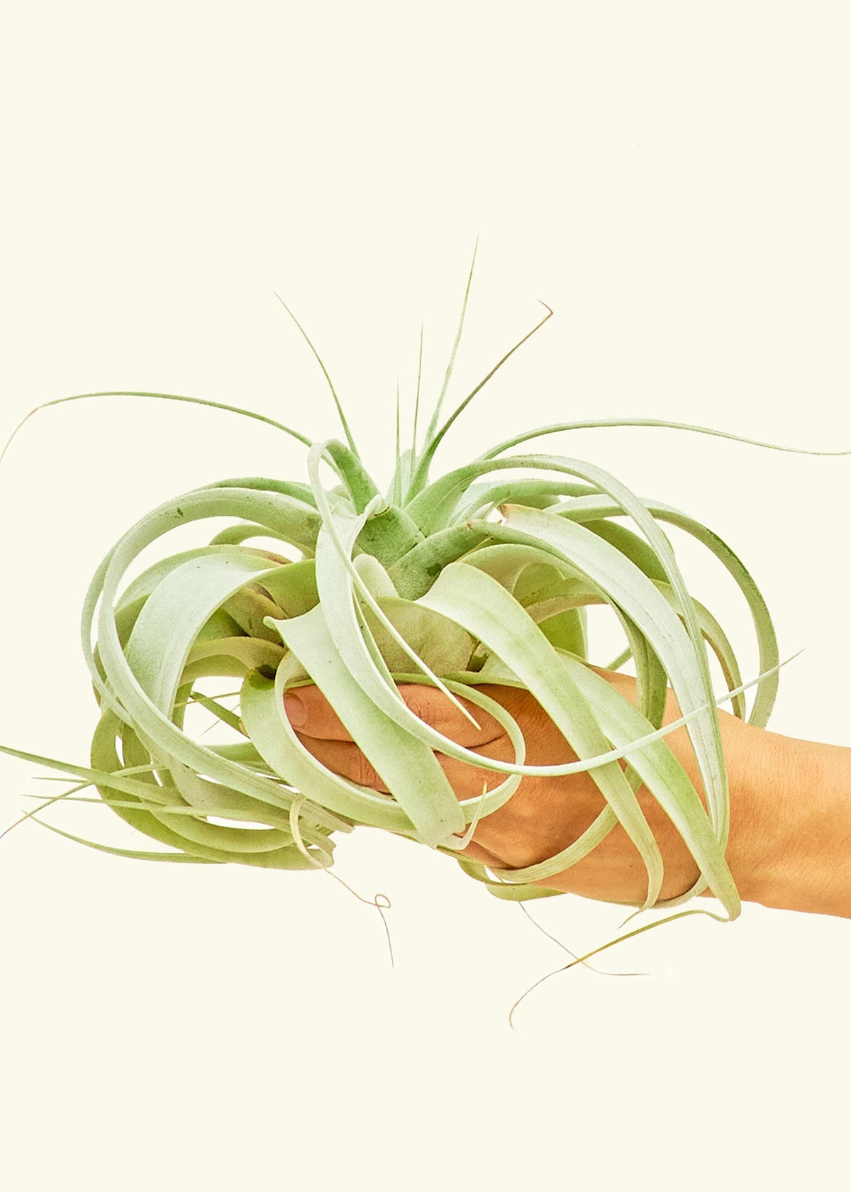 King of Air Plants, Notorious Large