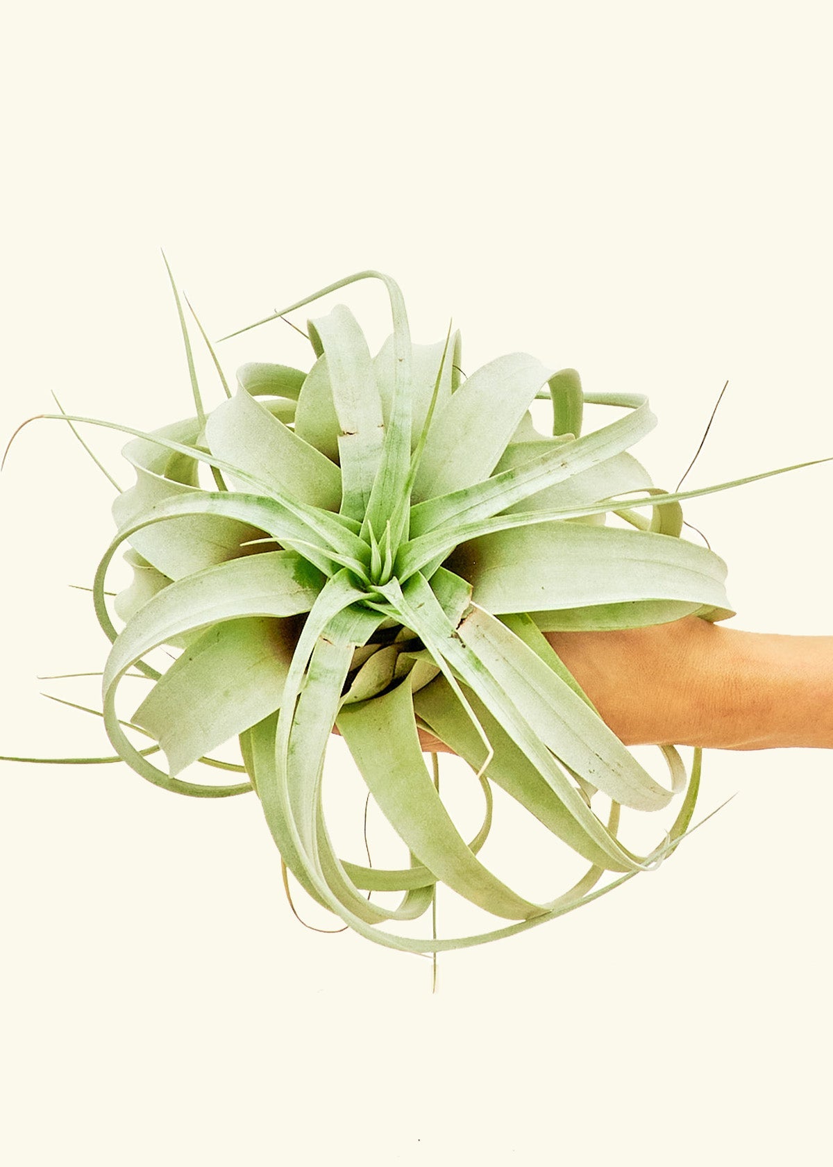 King of Air Plants, Notorious Extra Large