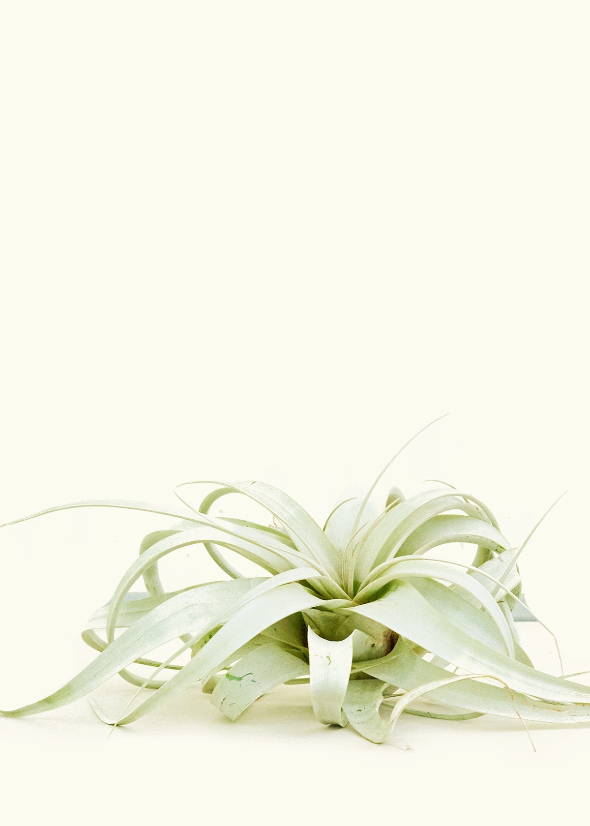 jumbo air plants King of Air Plants (Tillandsia xerographica) – Hey Rooted