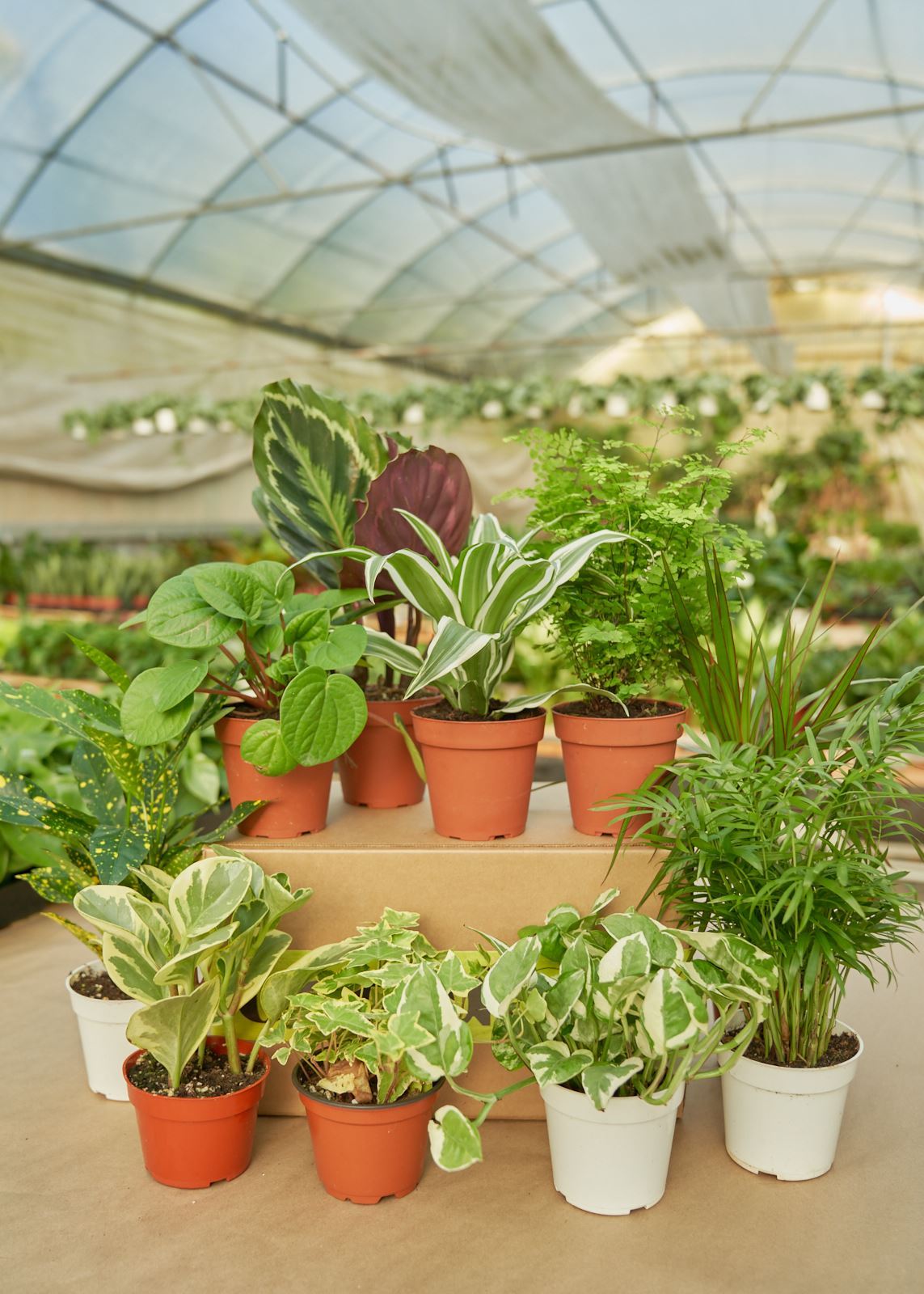 indoor plants that grow in small pots Small Mystery Plant – Hey Rooted