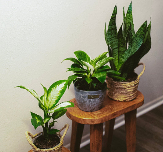 Best Low Light Plants