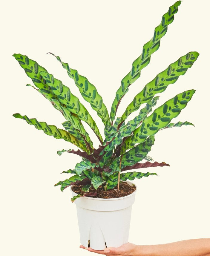 Calathea Care