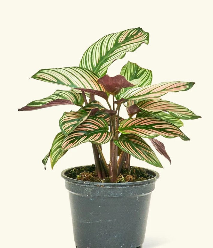 Calathea Leaves Curling