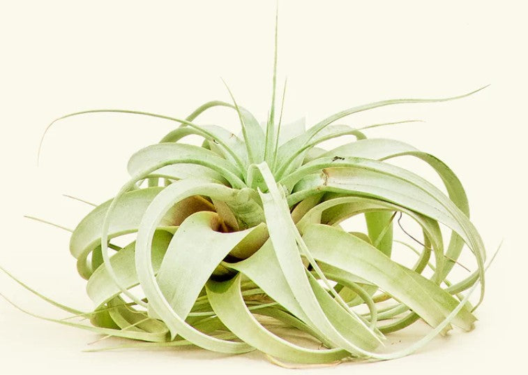 Do Air Plants Need Sun