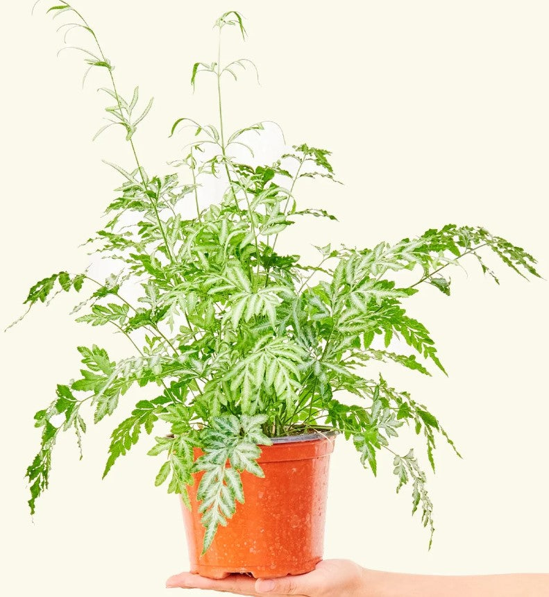 Do Ferns Need Sun