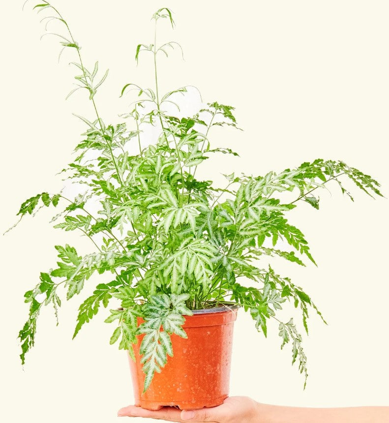 Do Ferns Need Sun