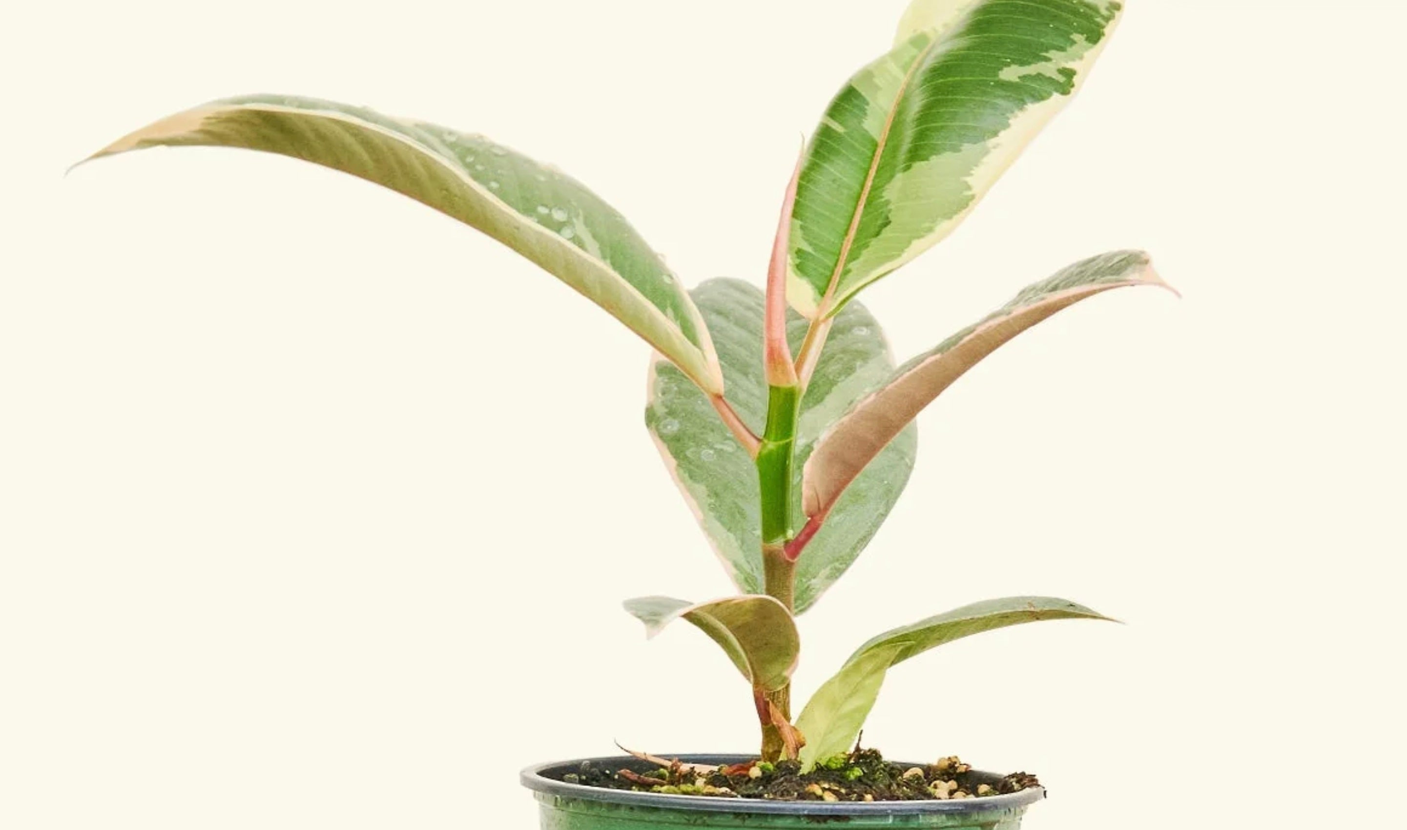 Ficus Tineke Care