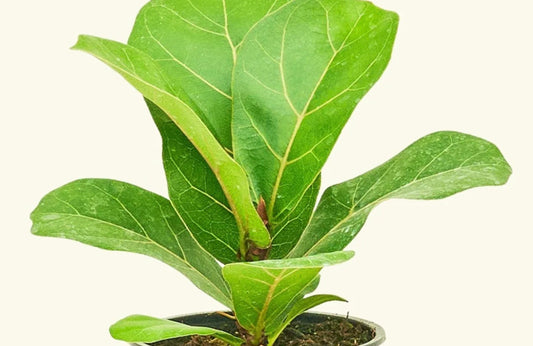 Fiddle Leaf Fig Care