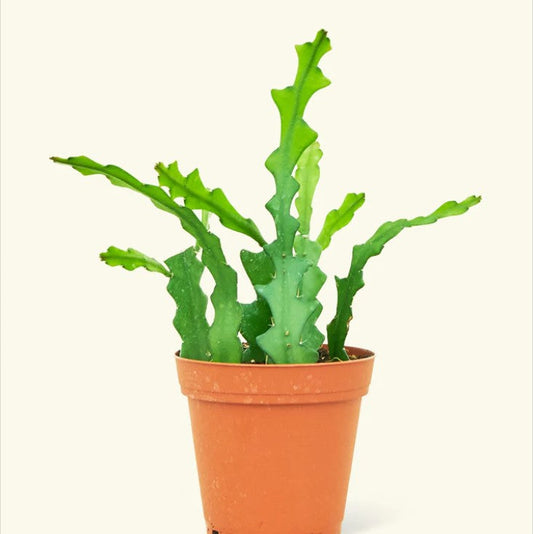 Fishbone Cactus Propagation: A Step-by-Step Guide