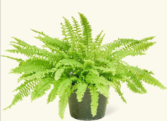How Often to Water Fern