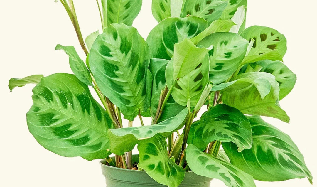 How Often to Water Prayer Plant