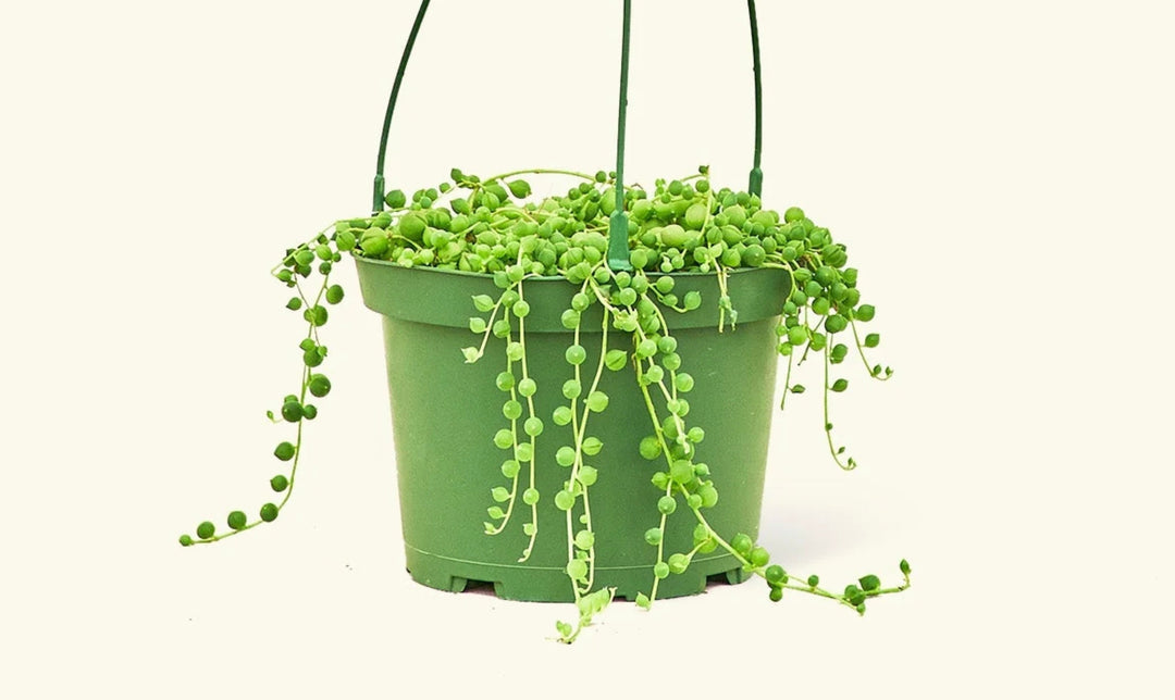 How Often to Water String of Pearls