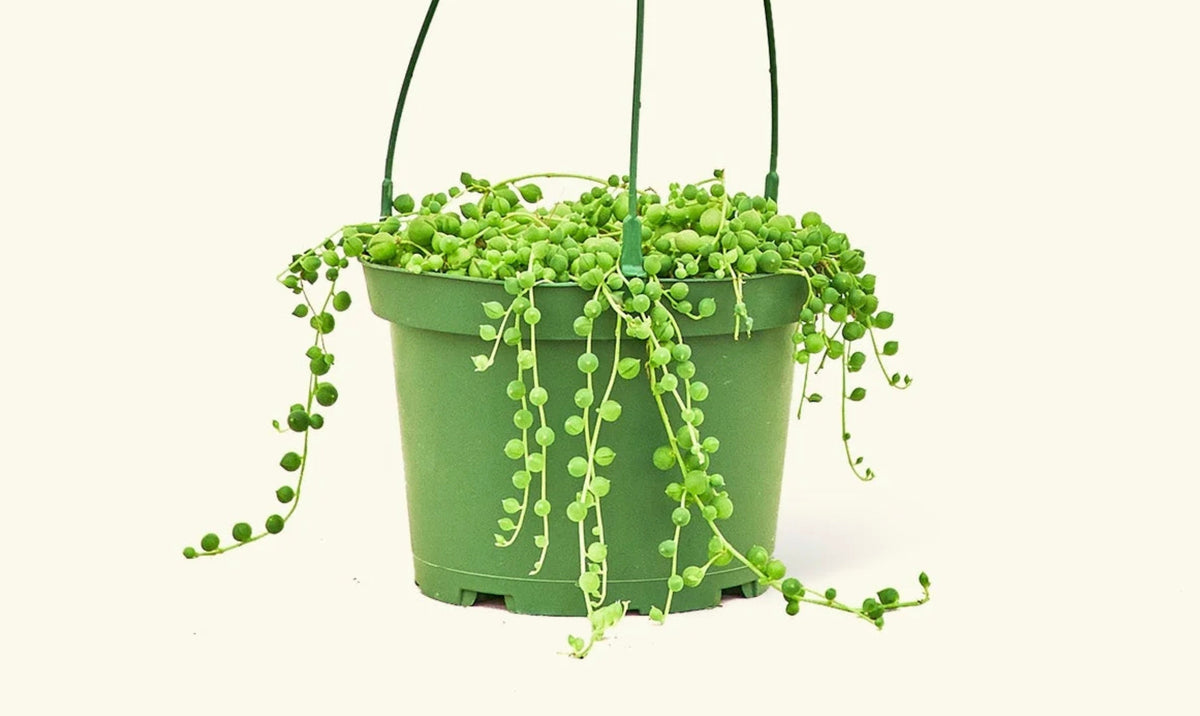 How Often to Water String of Pearls