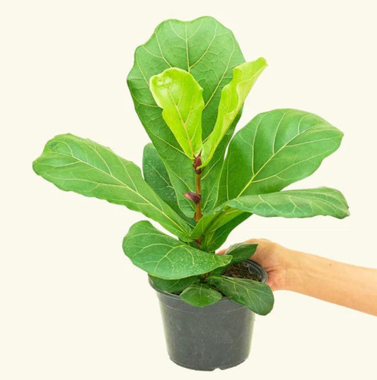 How Often to Water a Fiddle Leaf Fig