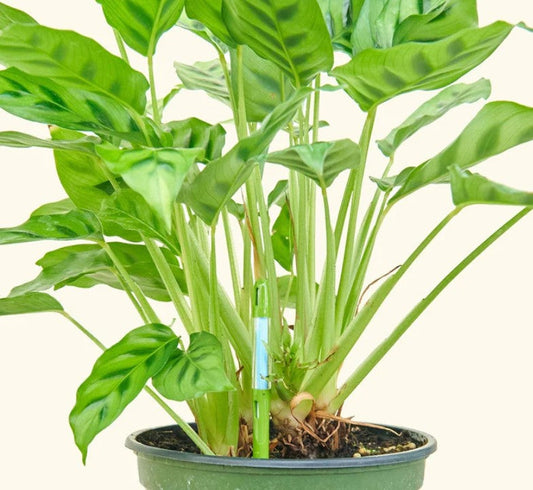 How to Fix Overwatered Plants