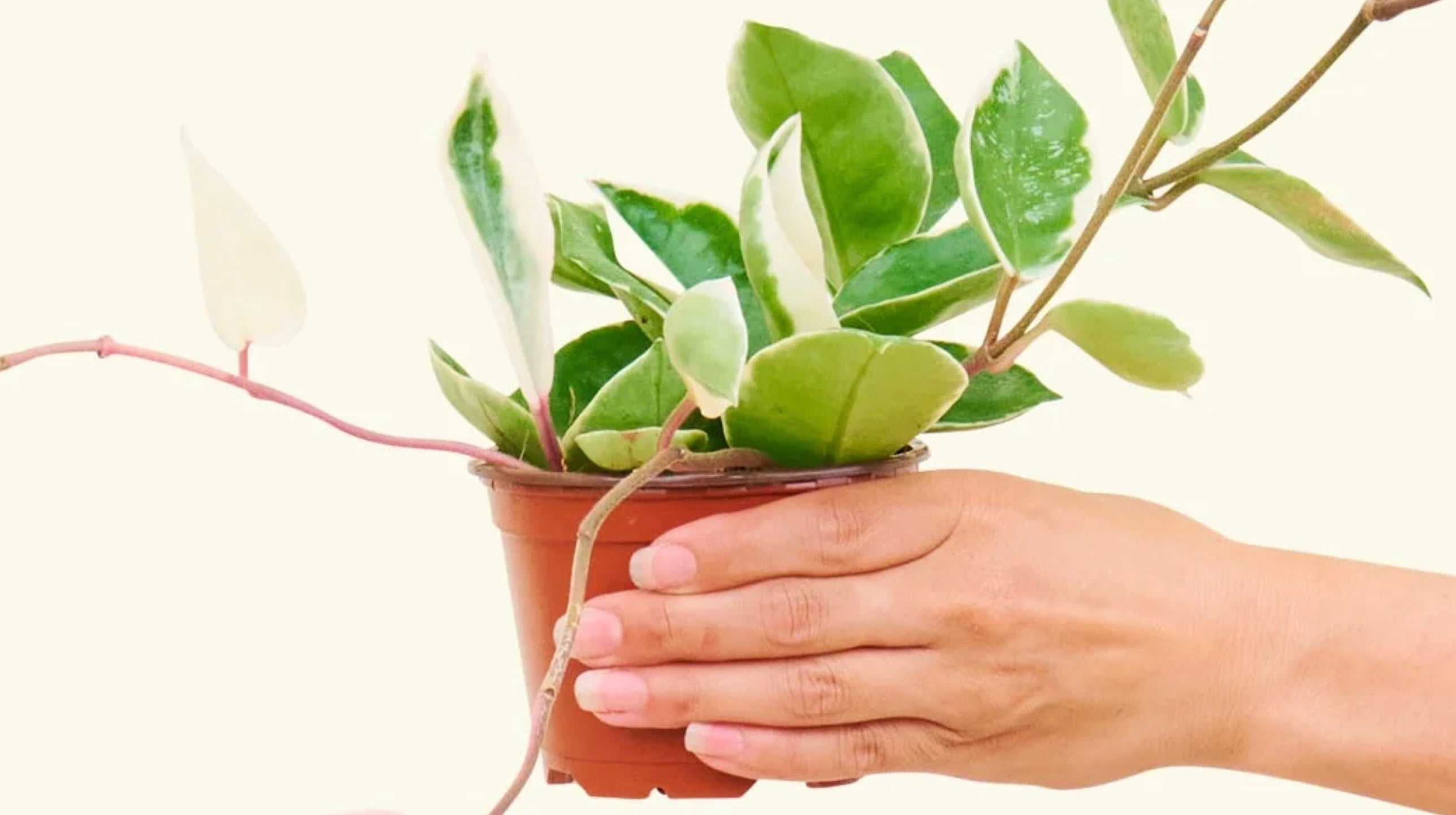 How to Get Hoya to Bloom