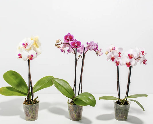 How to Get Orchids to Rebloom