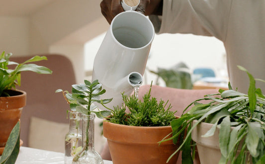 How to Make Tap Water Safe for Plants