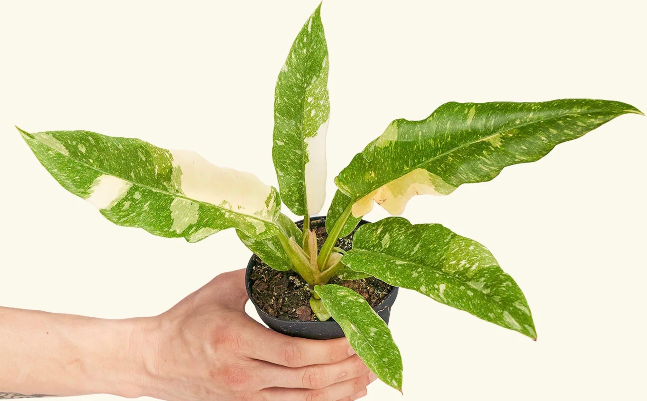 How to Propagate Philodendron