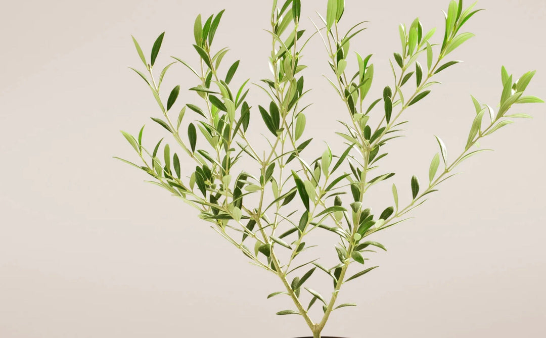 How to Prune an Olive Tree