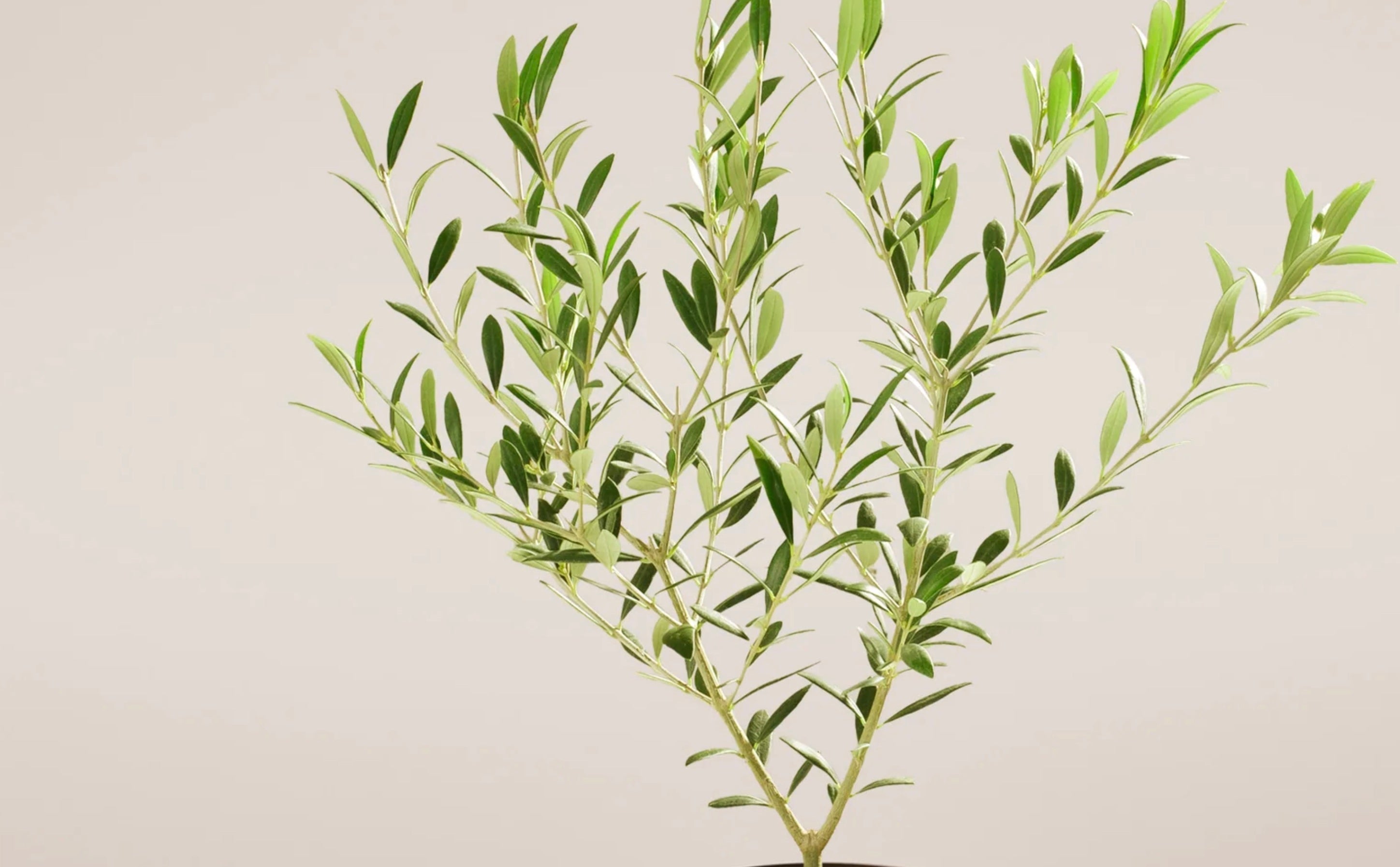 How to Prune an Olive Tree