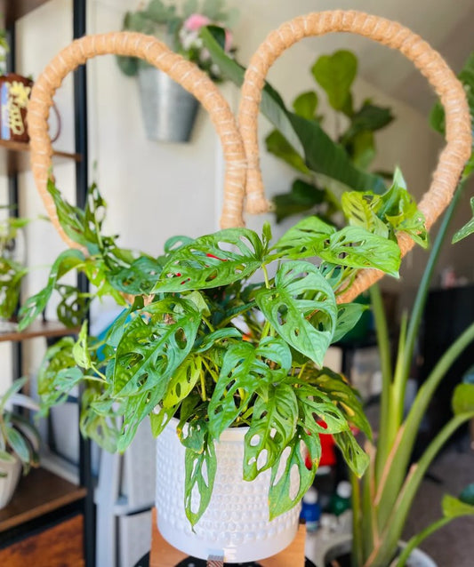 How to Repot Monstera