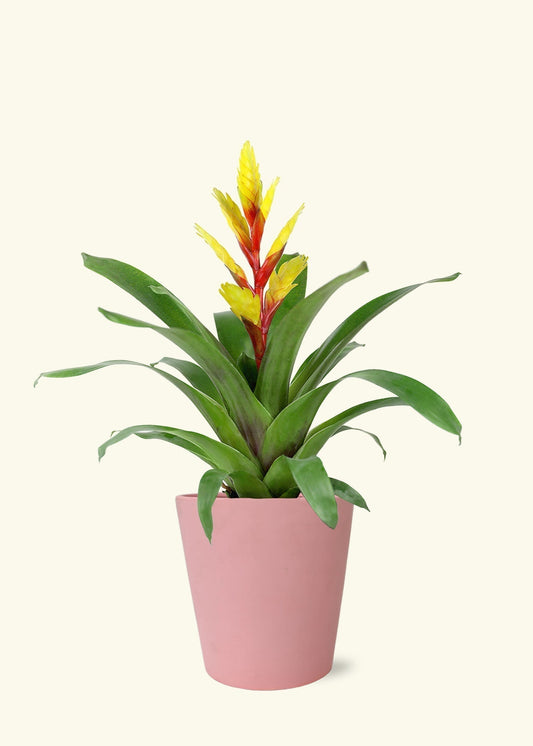 Bromeliad Life Cycle