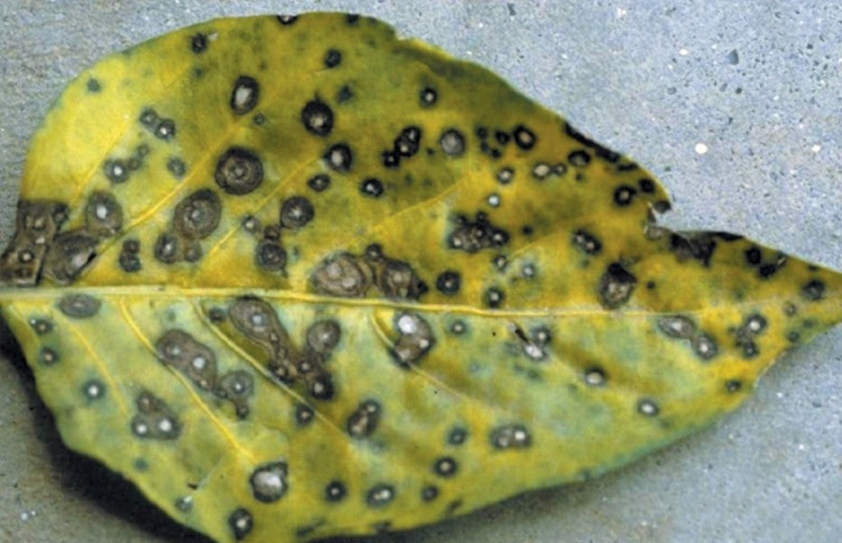 Leaf Spot Disease
