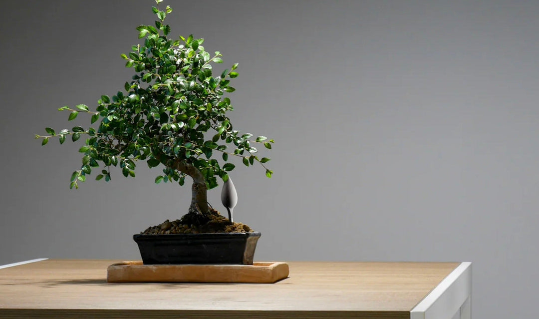 Lucky Plants for Office Desks
