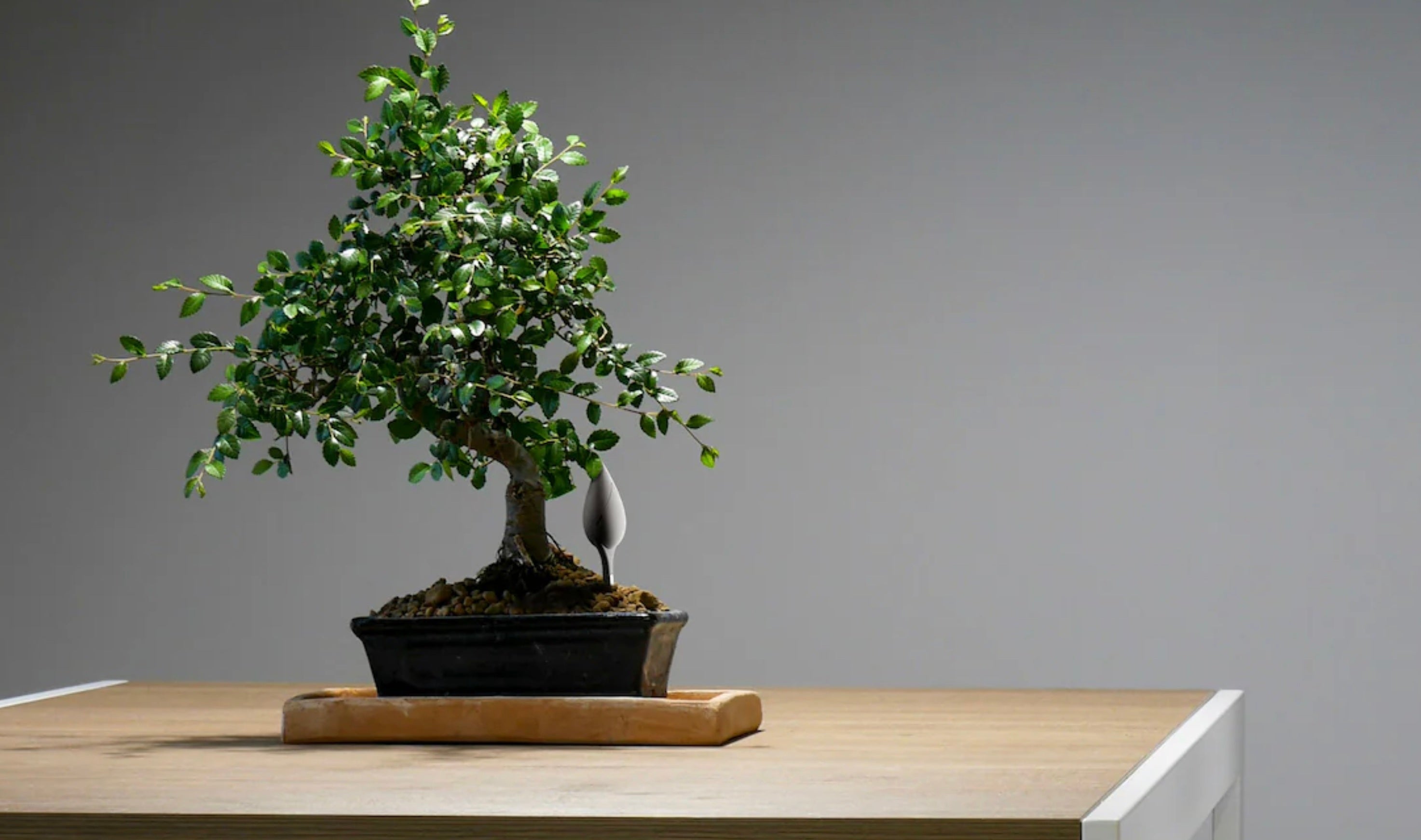 Lucky Plants for Office Desks