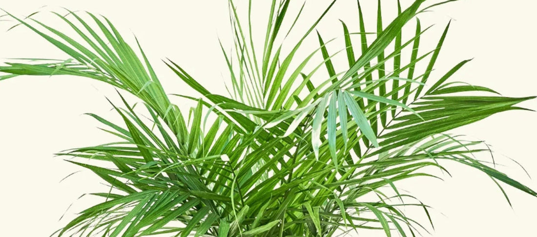 Majesty Palm Light Requirements