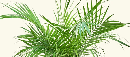 Majesty Palm Light Requirements