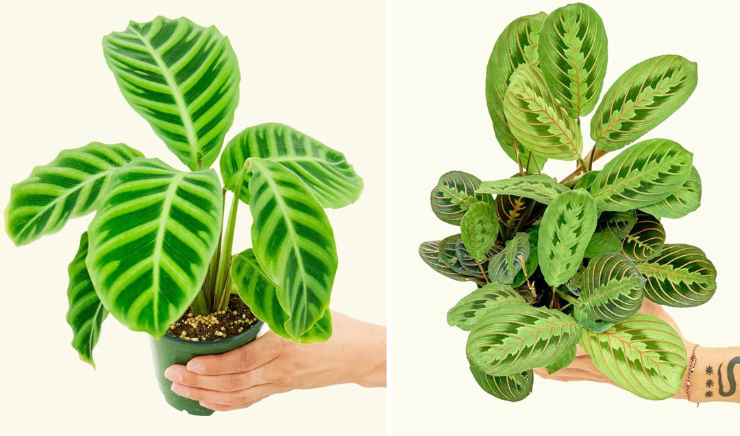 Maranta vs Calathea