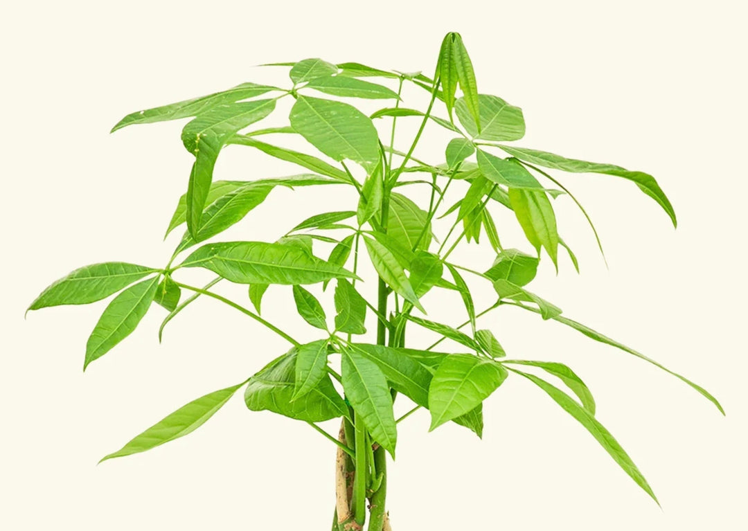 Money Tree Propagation