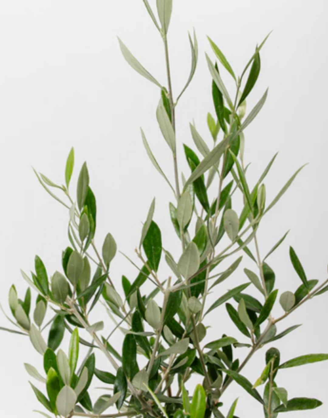 Olive Tree Symbolism