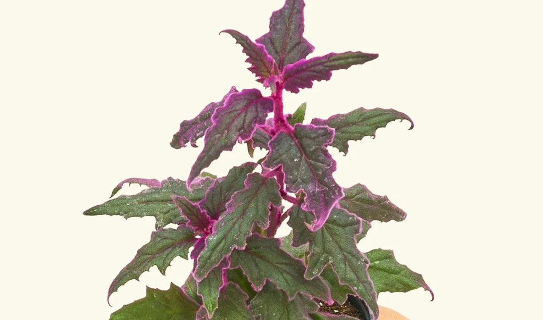 Purple Passion Plant Propagation