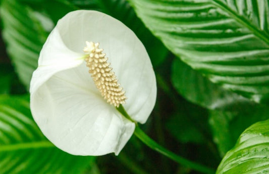 Peace Lily Benefits