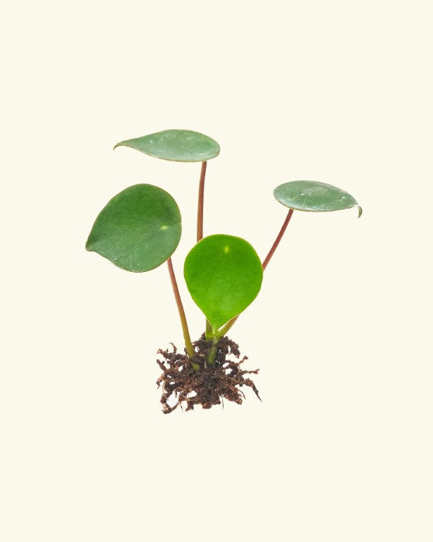 Peperomia Propagation