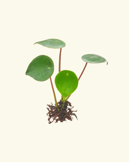Peperomia Propagation