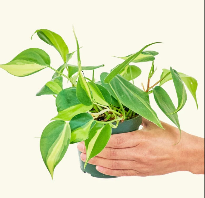 Philodendron Light Requirements