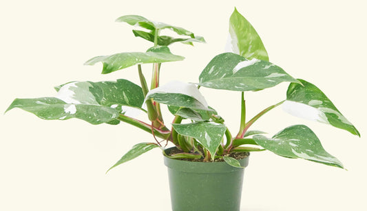 Philodendron Turning Yellow