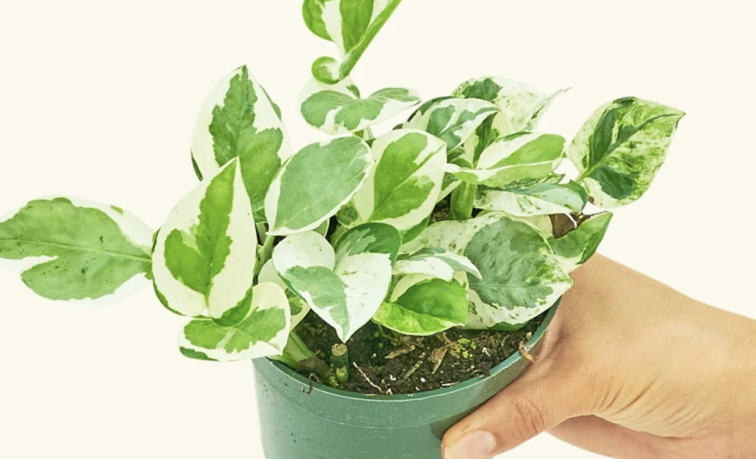 Pothos Propagation