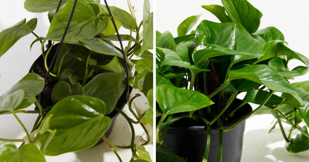 Pothos vs Philodendron