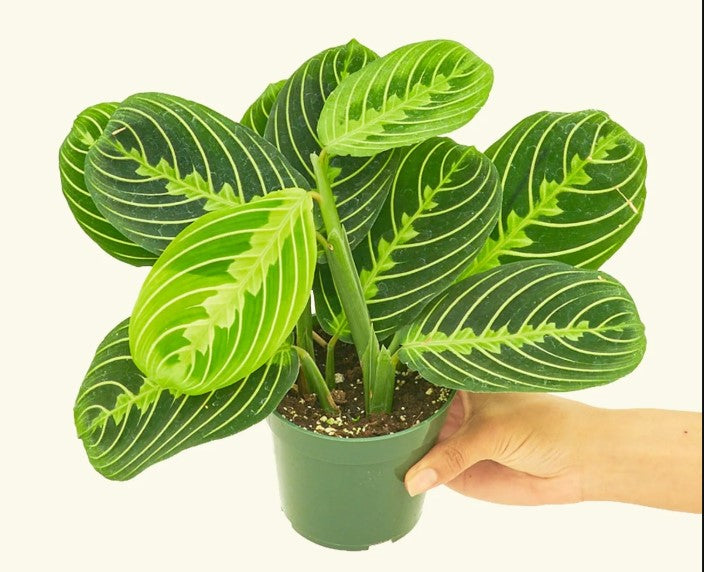 Prayer Plant Light Requirements