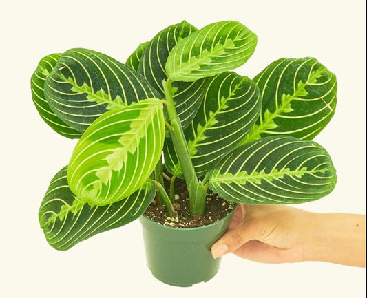 Prayer Plant Light Requirements