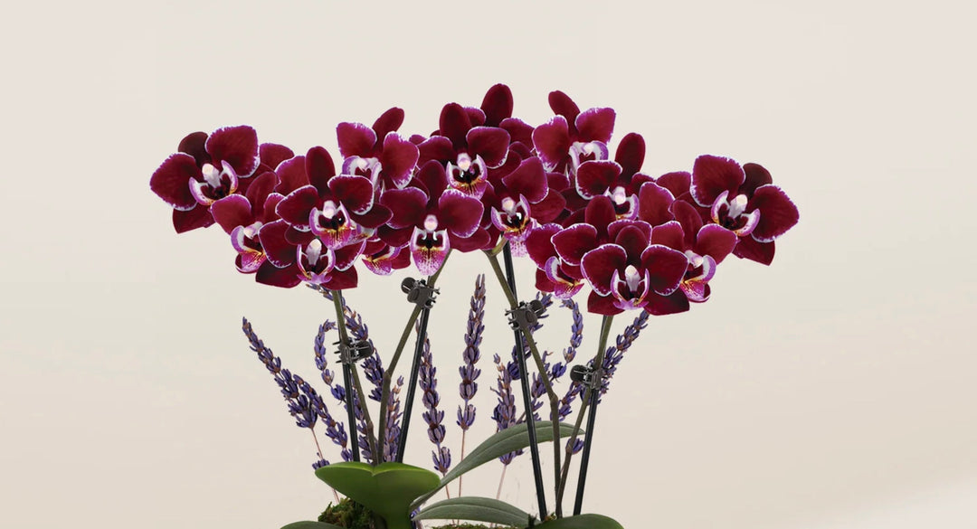 Purple Orchid Meaning